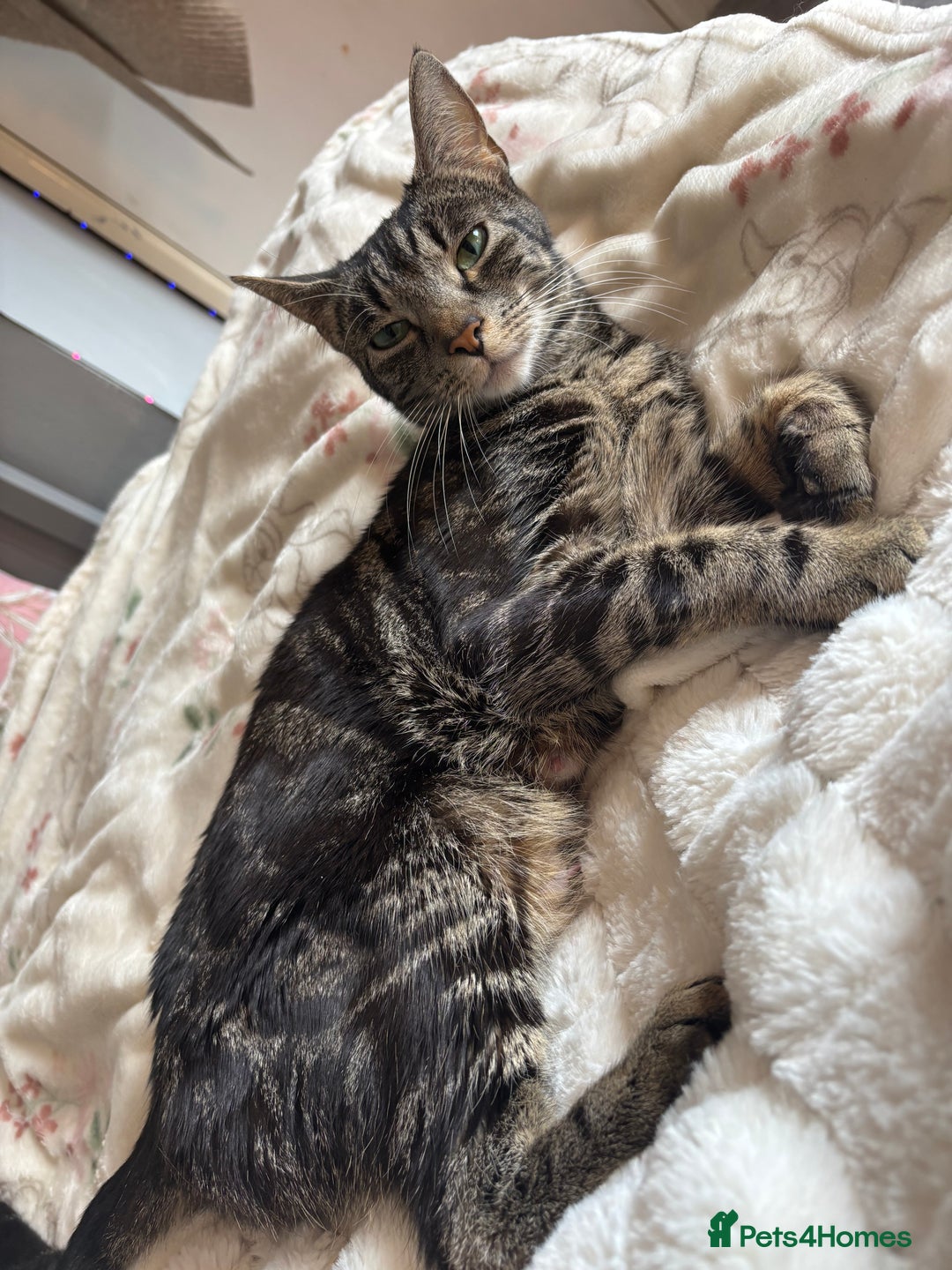 Mixed Breed cats for sale: Two brothers ready to go as a pair - Image 6