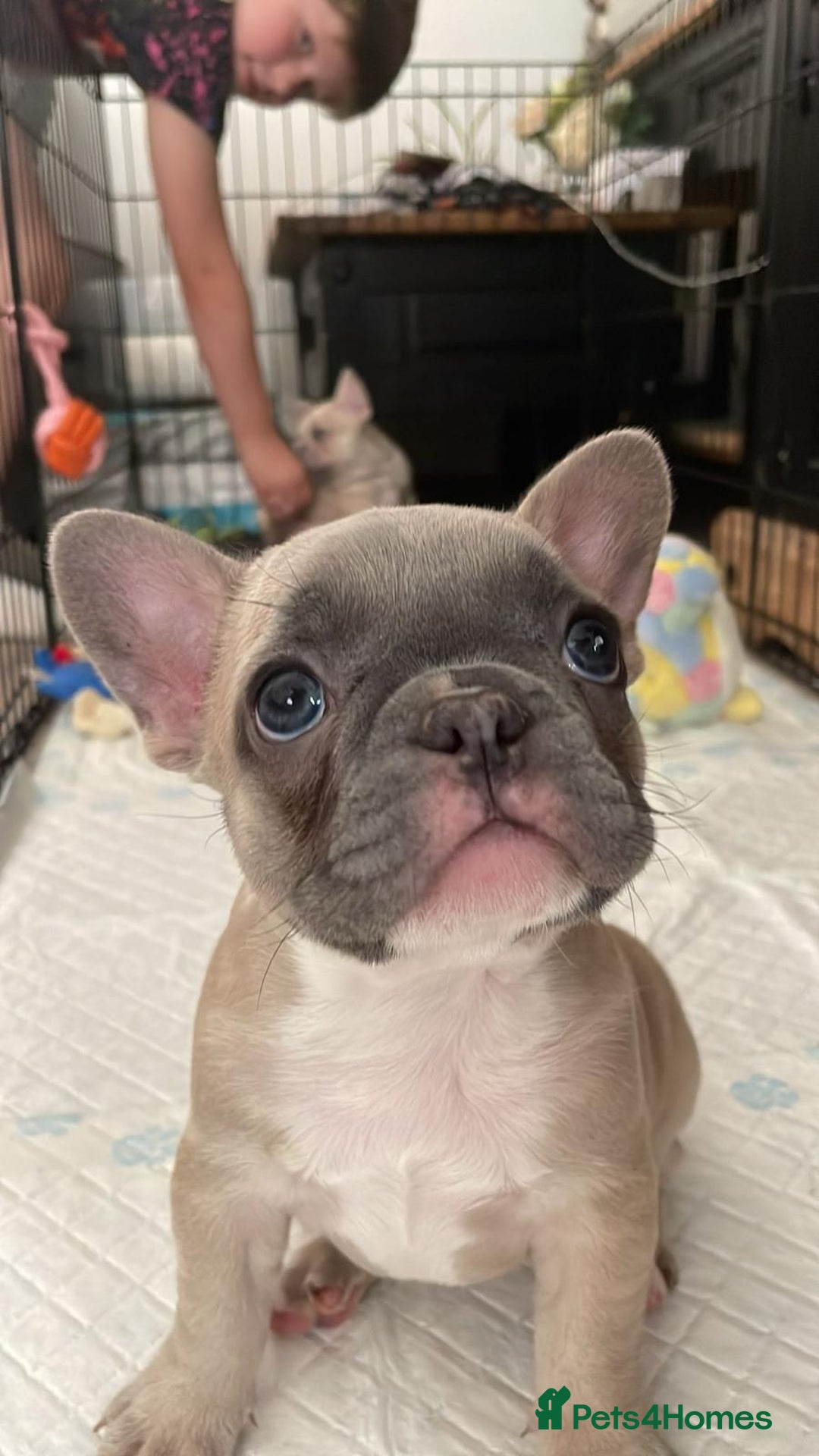 French Bulldog dogs for stud: BalooBear for studding - Advert 6