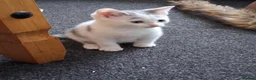 Mixed Breed cats for sale: Kittens 4 sale - Advert 2