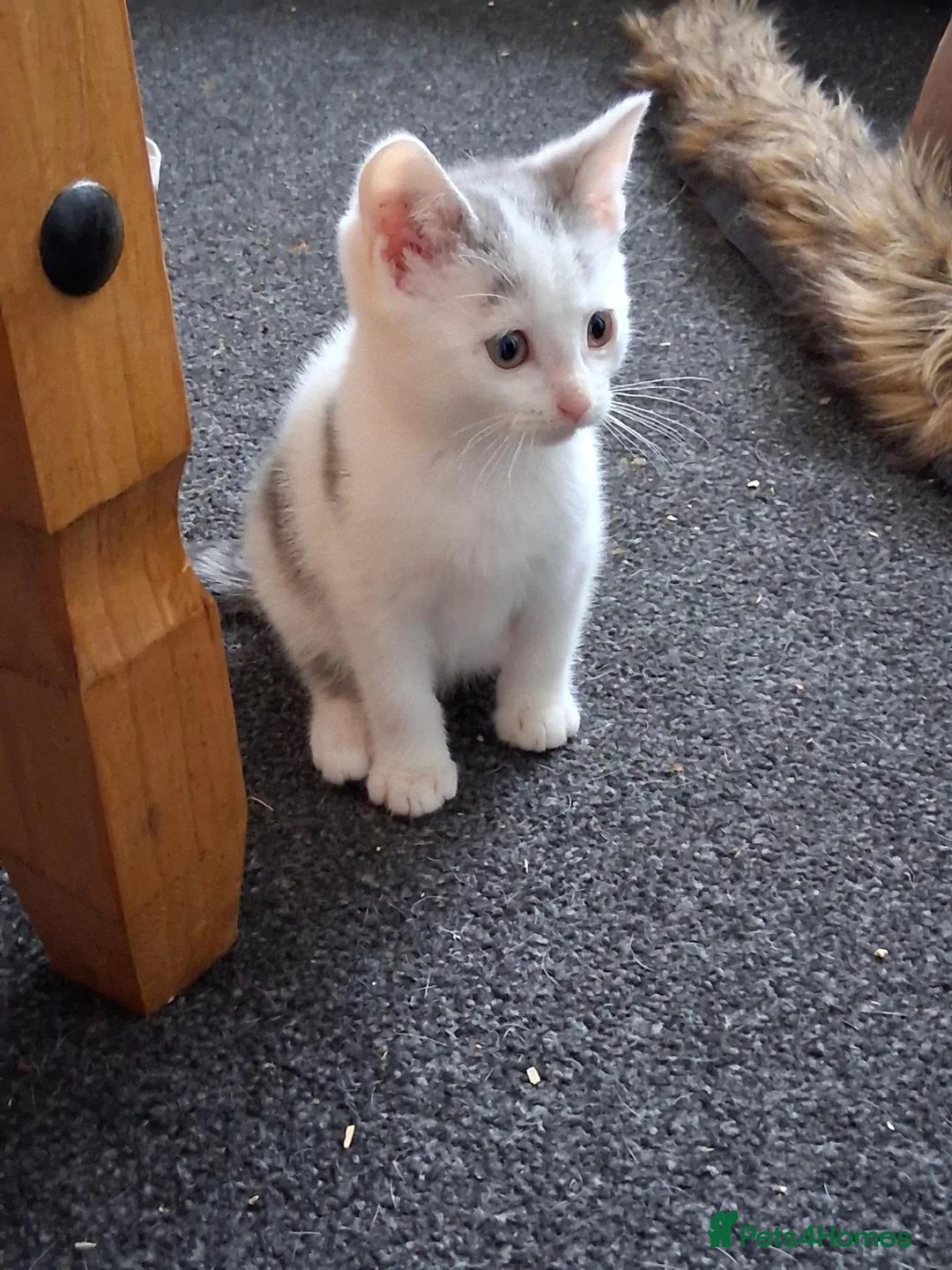 Mixed Breed cats for sale: Kittens 4 sale - Advert 2