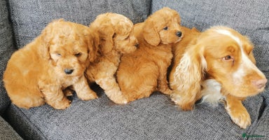 Cockapoo dogs - Advert 16