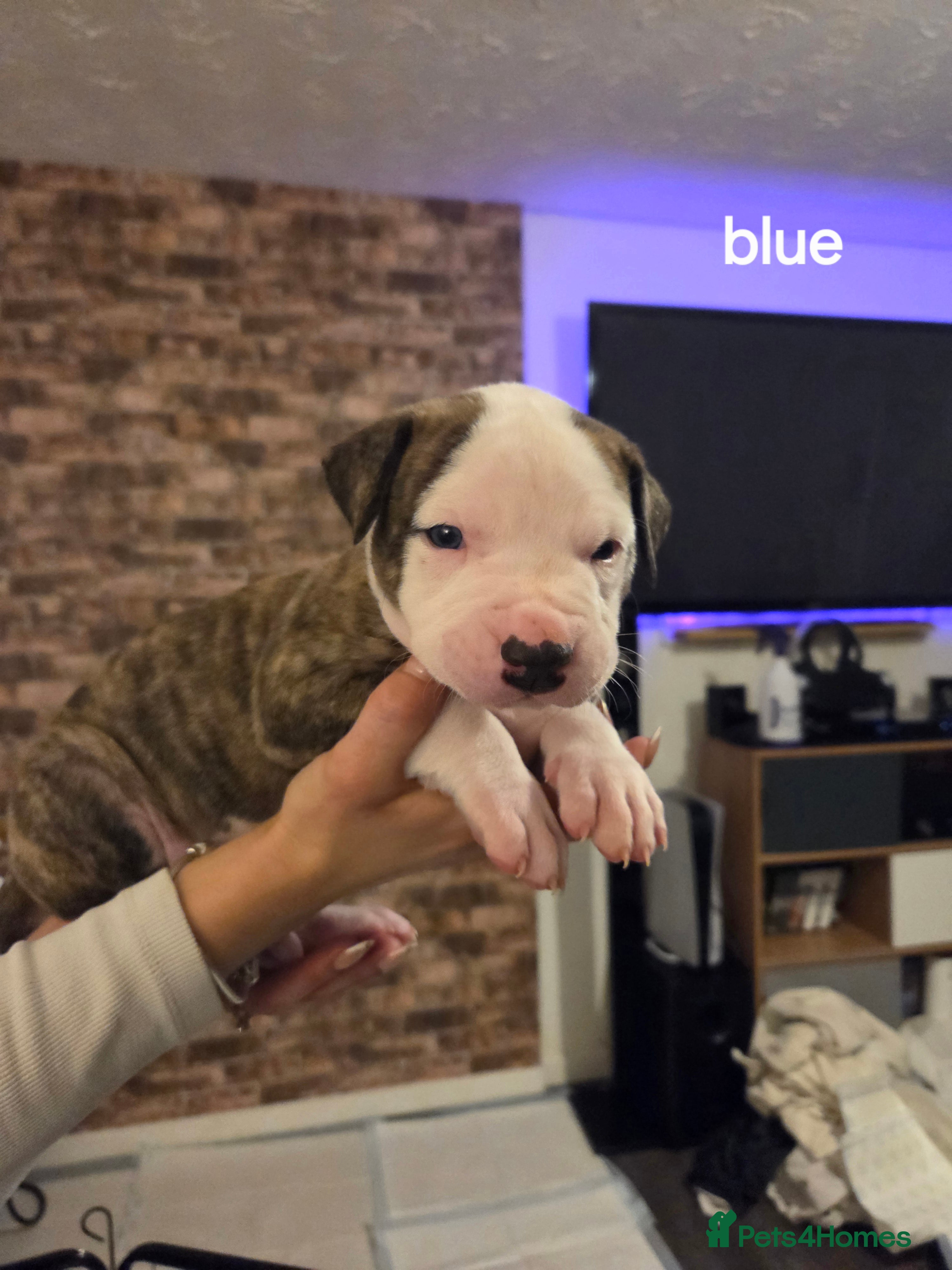 American Bulldog dogs REDUCED BE QUICK FULL AMERICAN BULLDOGS  - Advert 14