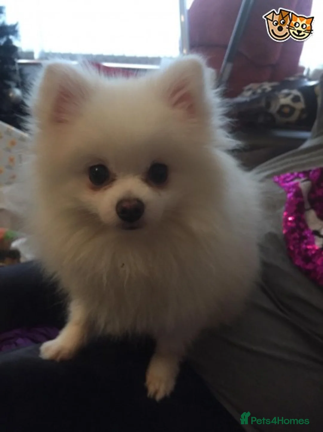 Chihuahua dogs for stud: Best stud around Champions in every generation  in Coventry - Advert 7