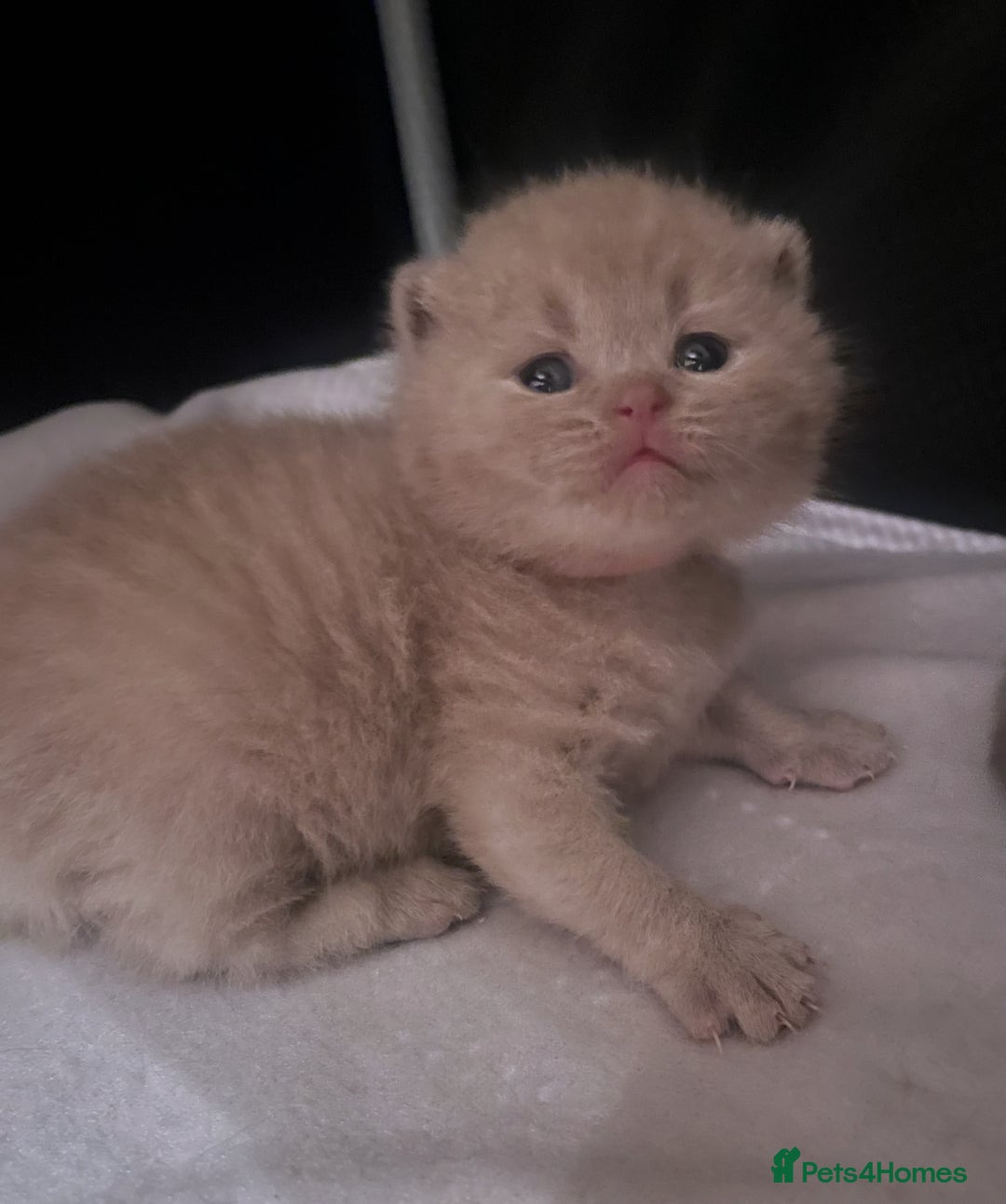 British Shorthair cats for sale: Beautiful, chunky, British shorthair kittens  - Advert 7