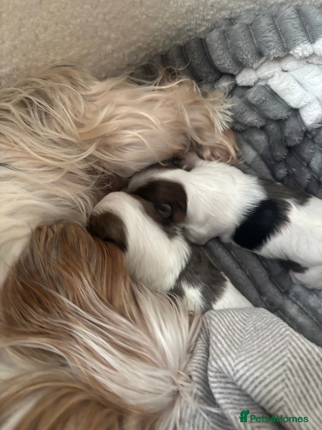 Yorkshire Terrier dogs for sale: ❤️Beautiful blue eyed Yorkshire terrier puppies❤️ - Advert 18