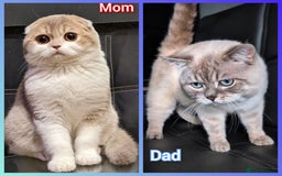 Scottish Fold cats for sale: 💙FAWN TICA active for BREEDING 🩵 Scottish Fold❣️ - Image 2