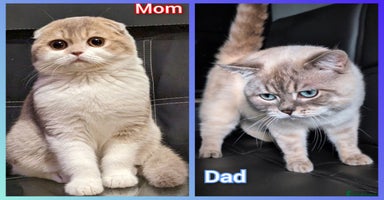 Scottish Fold cats - Advert 7