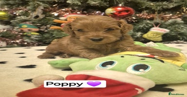 Cavapoo dogs 🧡 HEALTH TESTED F1B CAVAPOO  PUPPIES🧡 - Advert 2