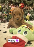 Cavapoo dogs 🧡 HEALTH TESTED F1B CAVAPOO PUPPIES🧡 - Advert 2