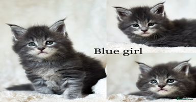 Maine Coon cats - Advert 5