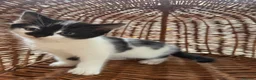 Mixed Breed cats for sale: Beautiful Kittens For Sale  - Advert 4