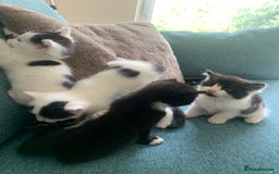 Mixed Breed cats for sale: Kittens - 2 boys 1 girl - ready to leave! - Image 13