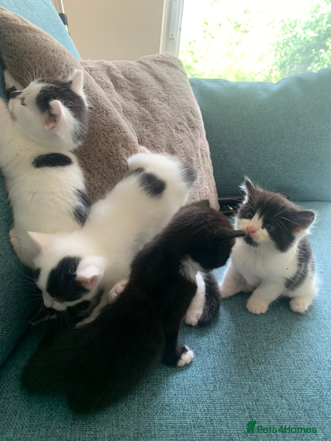 Mixed Breed cats for sale: Kittens - 2 boys 1 girl - ready to leave! - Image 13