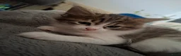 Mixed Breed cats for sale: Female kitten - Advert 10