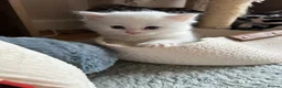 Persian cats for sale: Luxury Doll Faced Persian Kittens  - Advert 12