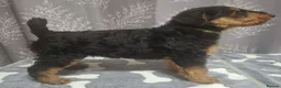 Airedale Terrier dogs for sale: Gorgeous Airedale Litter! - Advert 25