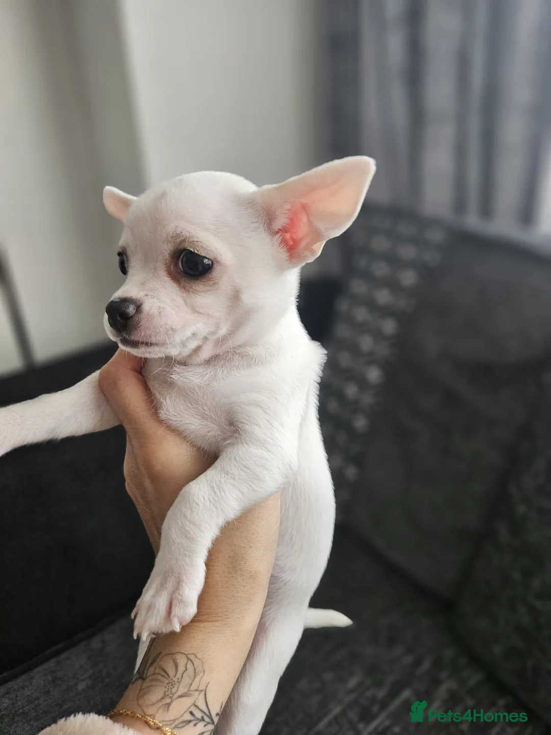 Chihuahua dogs for sale: 3 beautiful smooth coat chihuahuas KC registered. - Advert 2