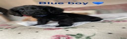 Cockapoo dogs for sale: Cockapoo puppies 💜 - Advert 16