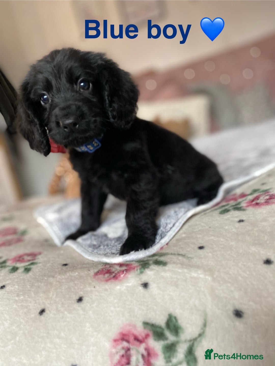 Cockapoo dogs for sale: Cockapoo puppies 💜 - Advert 16