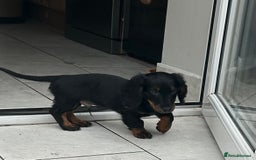 Dachshund dogs for sale: Mini Dachshund Longhaired - Image 6