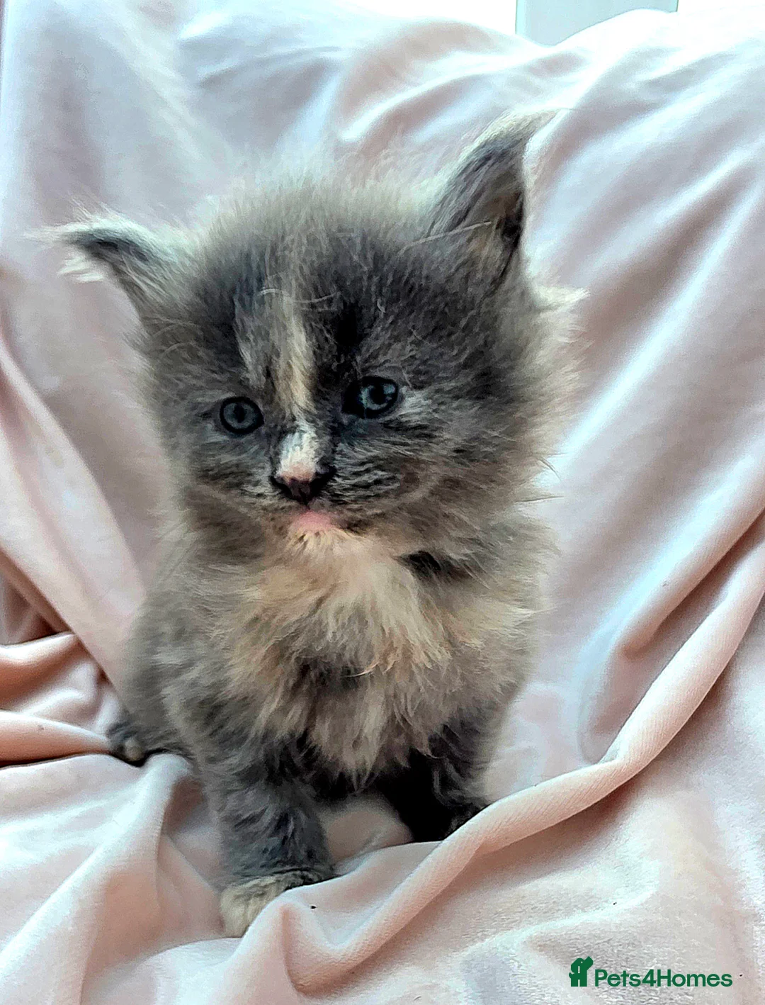 Mixed Breed cats for sale: Female Maine Coon X Kittens for Sale  - Advert 13