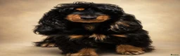 Cockalier dogs for sale: Beautiful litter ready to leave now 💕 - Advert 1