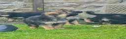 German Shepherd dogs for sale: Gorgeous German shepherd puppies - Advert 15