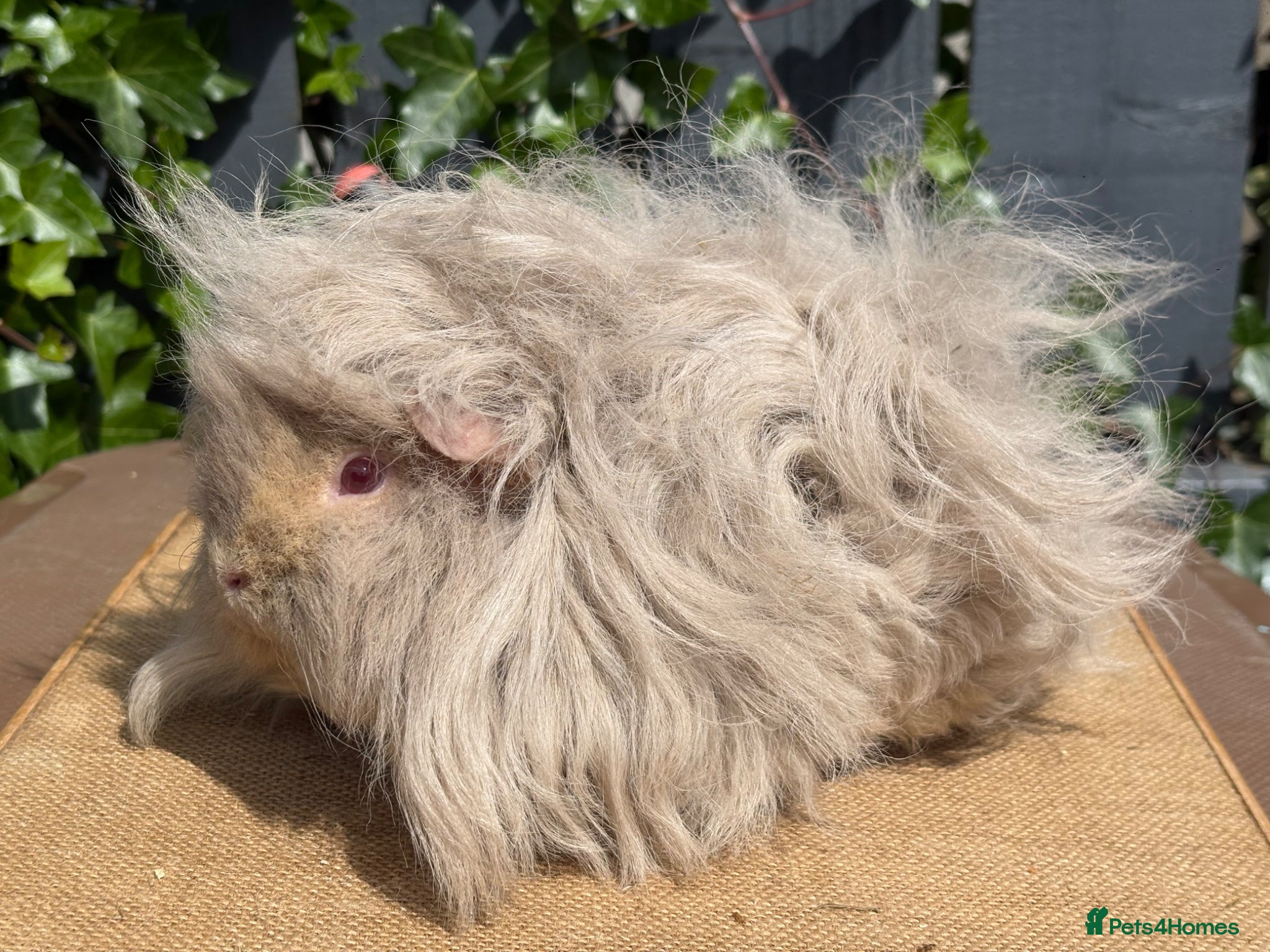 Guinea Pig rodents for sale: Purebred Lunkarya - Advert 4