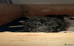 Mixed Breed dogs for sale: 3 boys  - Image 3