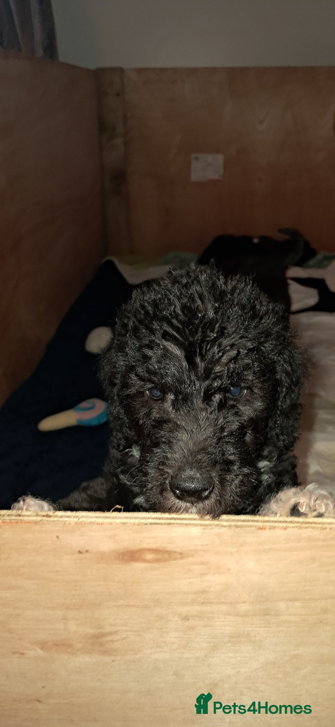 Mixed Breed dogs for sale: 3 boys  - Image 3