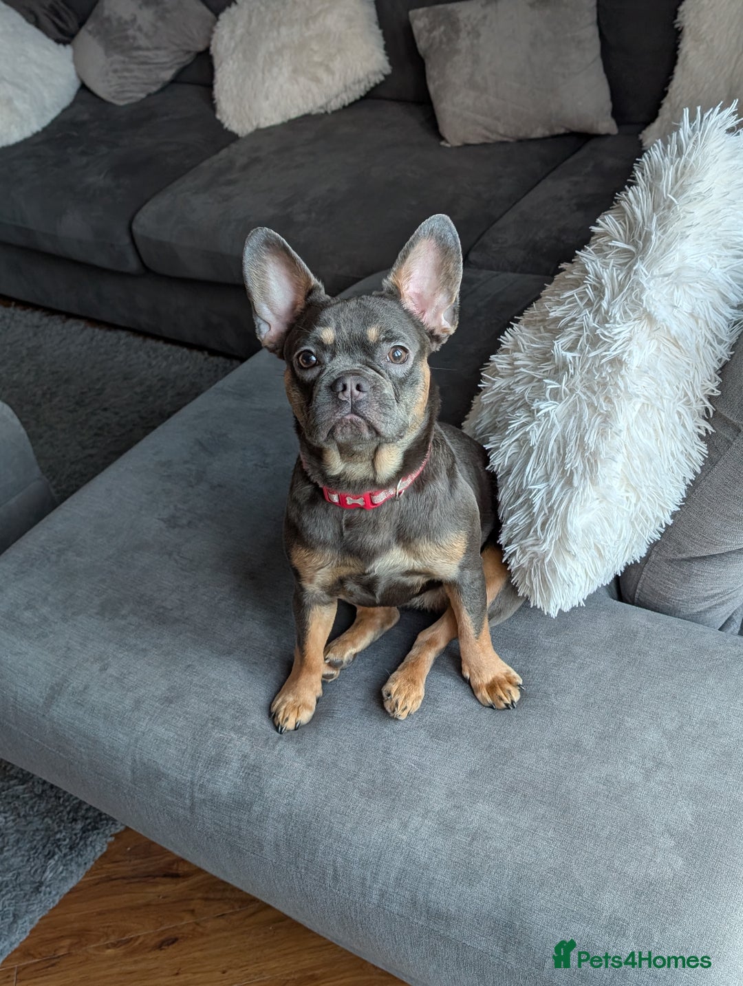 French Bulldog dogs for sale: French Bulldog - Image 5