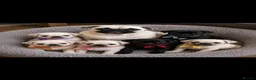 Pug dogs for sale: READY TO GO - WHITE x 3 BLACK x 1 PUG PUPPIES - Advert 1