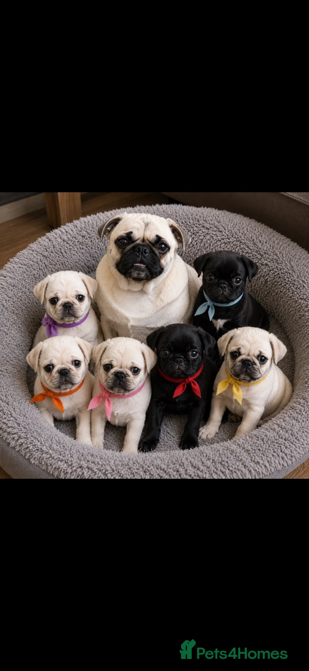 Pug dogs for sale: READY TO GO - WHITE x 3 BLACK x 1 PUG PUPPIES - Advert 1