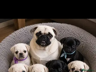 Pug dogs READY TO GO - WHITE x 3 BLACK x 1 PUG PUPPIES - Advert 5