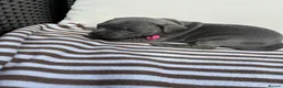 Staffordshire Bull Terrier dogs for sale: 💙KC Registered Blue Staffie Puppies💙 - Advert 8