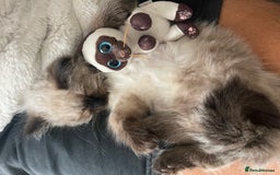 Ragdoll cats for sale: Ragdolls  - Image 4