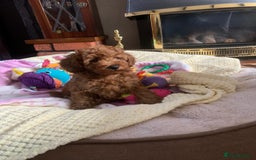 Toy Poodle dogs for sale: One of a kind deep red toy poodle boy - Image 15