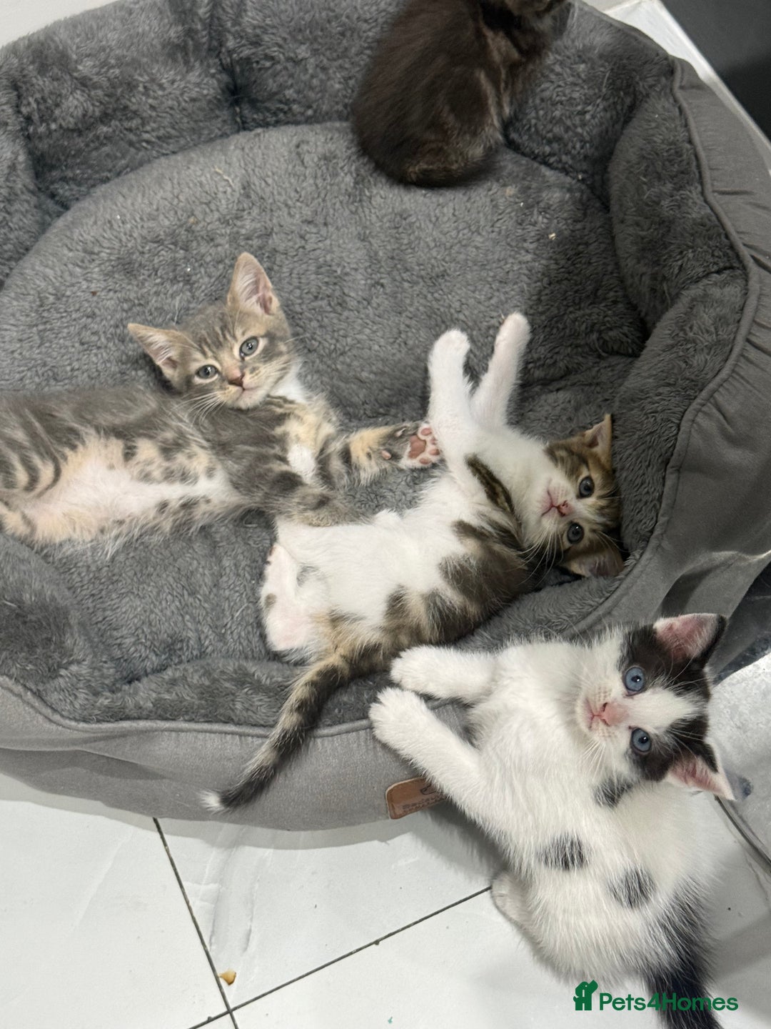 Mixed Breed cats for sale: Tabby Kittens - Advert 1