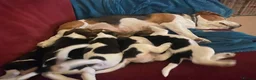 Beagle dogs for sale: Beautiful home reared chunky beagle pups - Advert 23