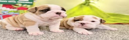 English Bulldog dogs for sale: Exceptional Show-Quality KC English Bulldog Boy - Advert 32