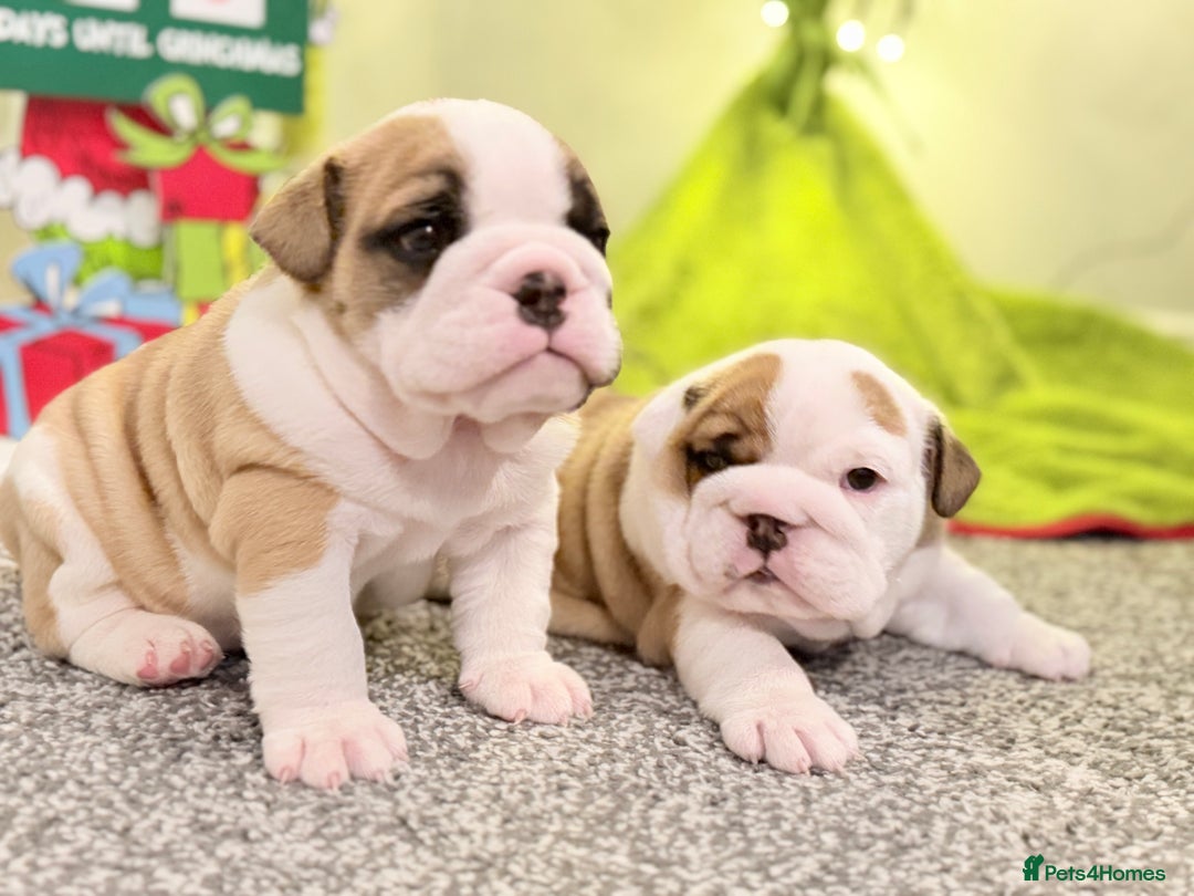 English Bulldog dogs for sale: Exceptional Show-Quality KC English Bulldog Boy - Advert 32
