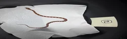 Corn Snake reptiles for sale: Various baby corn snakes unsexed x13 Bolton - Advert 12
