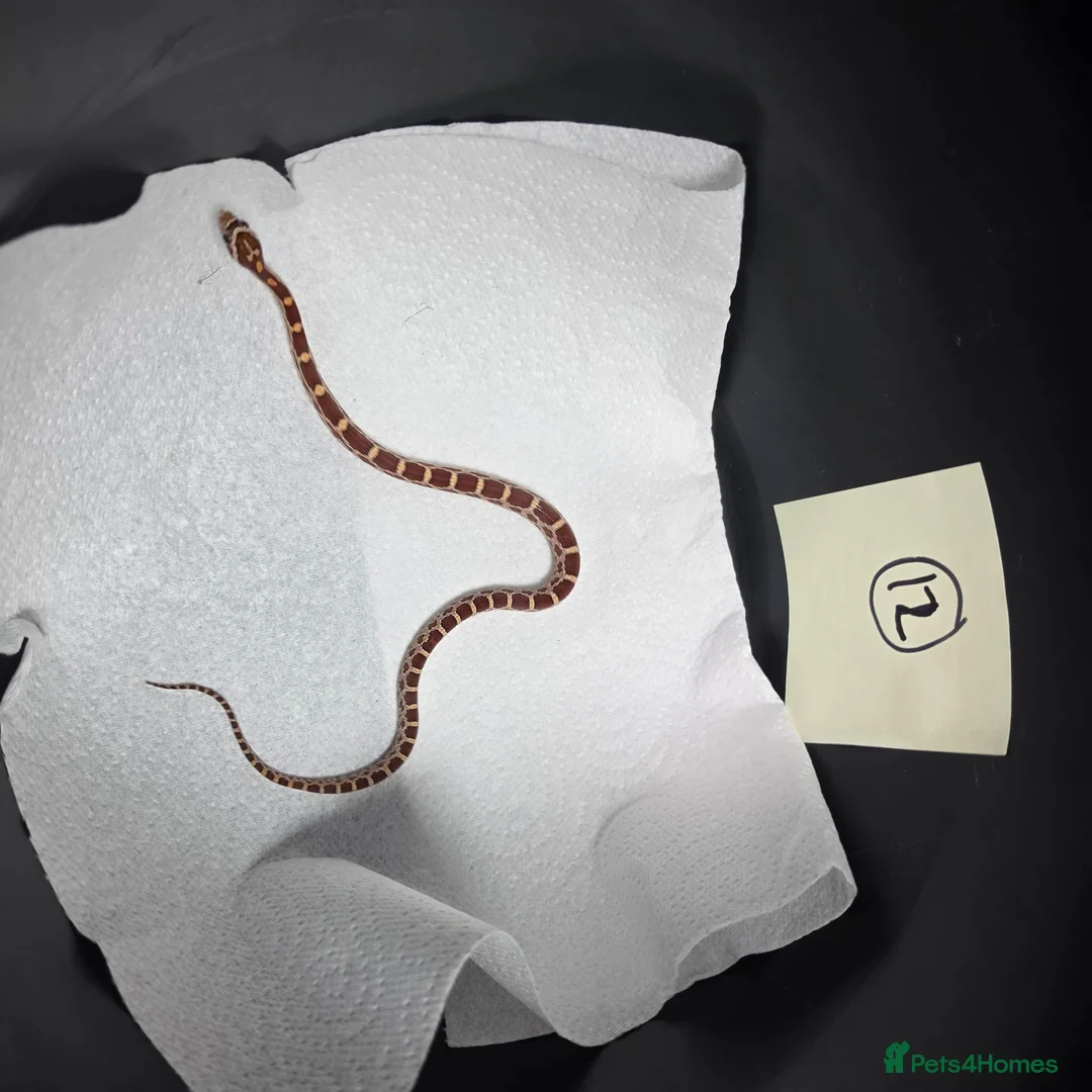 Corn Snake reptiles for sale: Various baby corn snakes unsexed x9 Bolton - Advert 8