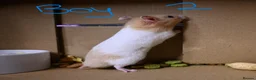 Hamster rodents for sale: Mixed Syrian hamsters ready to go  in Preston - Advert 12