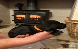 Mixed Breed dogs for sale: German wirehaired pointer x German wirehaired/Lab - Image 13
