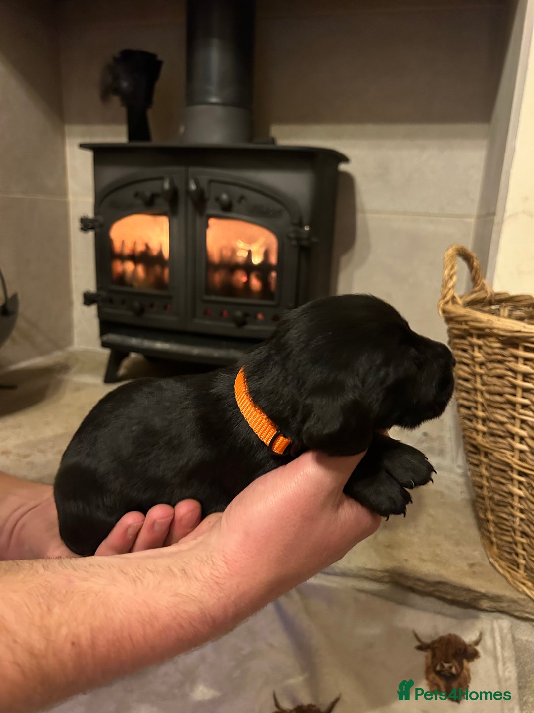 Mixed Breed dogs for sale: German wirehaired pointer x German wirehaired/Lab - Image 13
