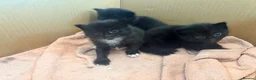 British Longhair cats for sale:  2 BEAUTIFUL FLUFFY BLACK KITTENS FOR SALE  in Norwich - Advert 11