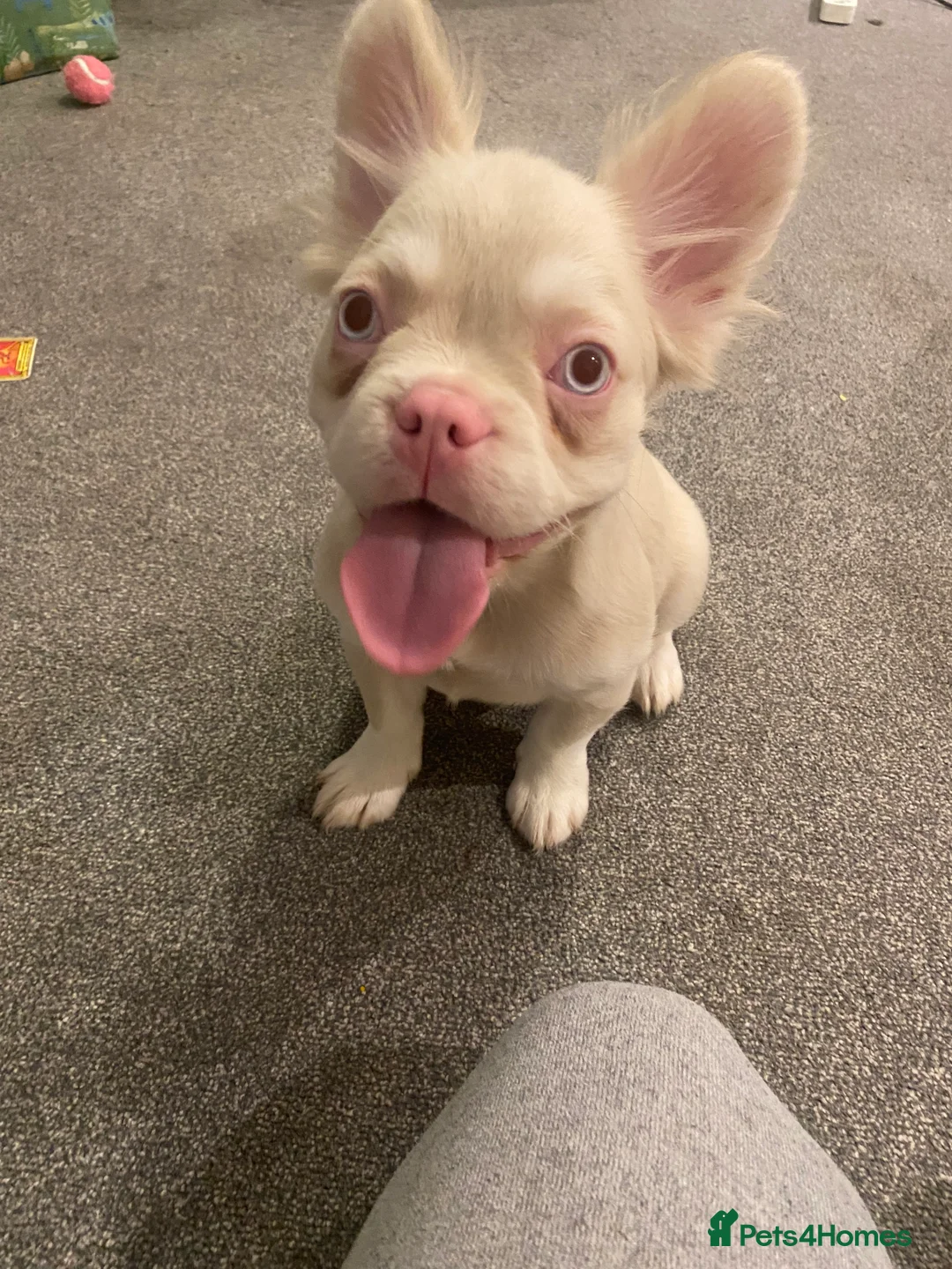 French Bulldog dogs for sale: Gorgeous Pink & Tan Fluffy Frenchie Girl - Advert 1