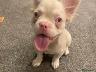 French Bulldog dogs Gorgeous Pink & Tan Fluffy Frenchie Girl - Advert 4