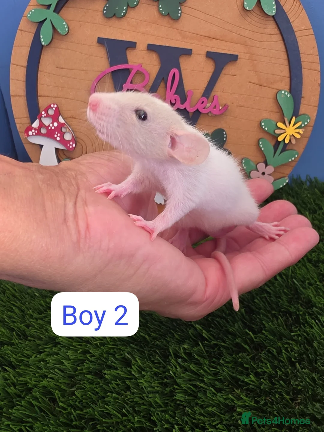 Rat rodents for sale: Baby Dwarf Rats Boys   - Advert 1